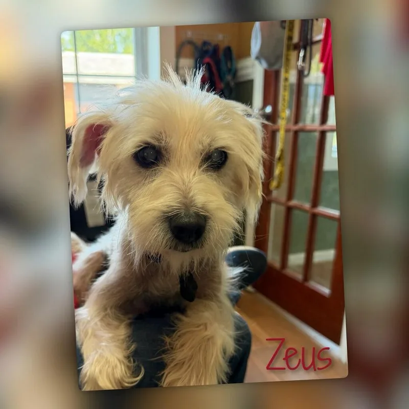 Zeus