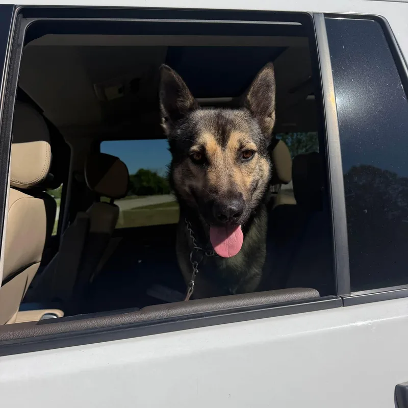 An adult large-sized male Sable German Shepherd Dog dog named Dj for adoption in SPRINGFIELD, OH