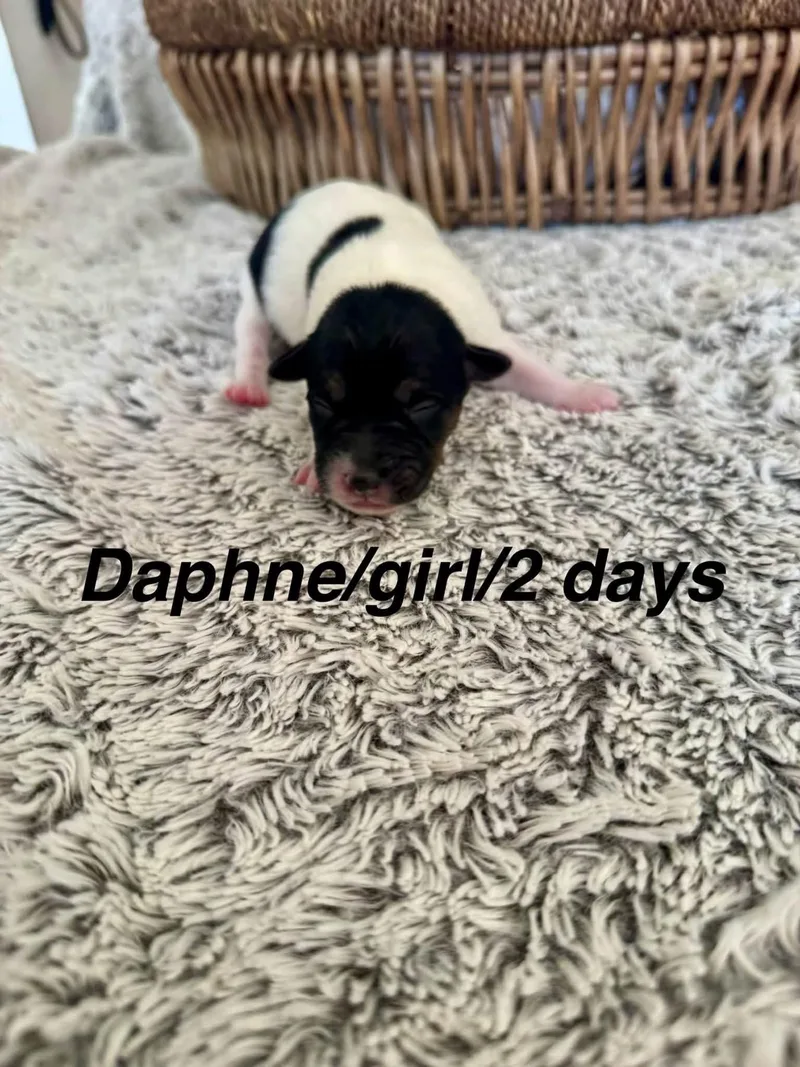 A baby medium-sized female Border Collie dog named Daphne for adoption in North Bend, OR