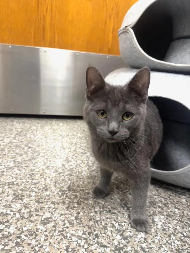 A baby medium-sized female Domestic Short Hair cat named Gem for adoption in Findlay, OH