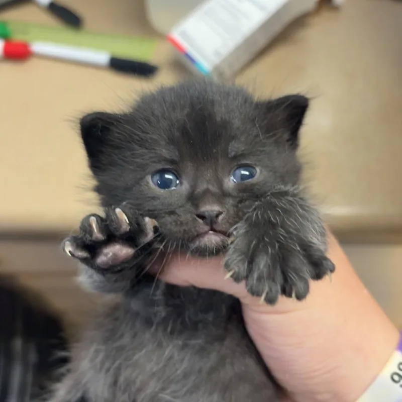 A baby small-sized male Black American Shorthair cat named Nugget for adoption in Tipton, IA