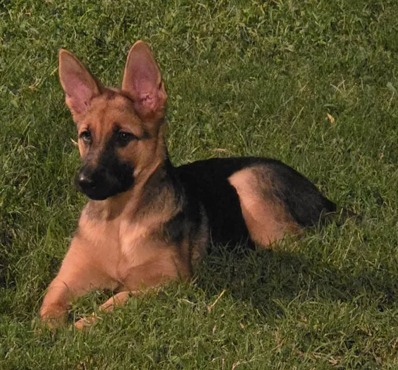 A baby large-sized female German Shepherd Dog dog named Summar for adoption in Dallas, TX