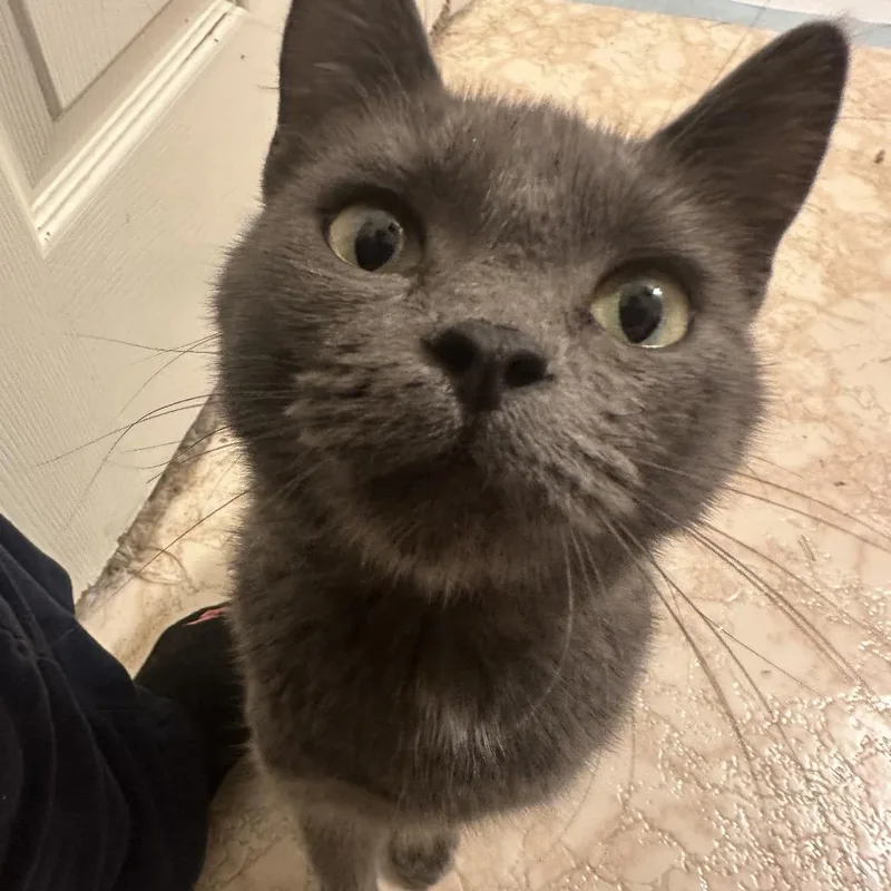 An adult small-sized female Gray / Blue / Silver Domestic Short Hair cat named Nautalee for adoption in Spanish Fork, UT