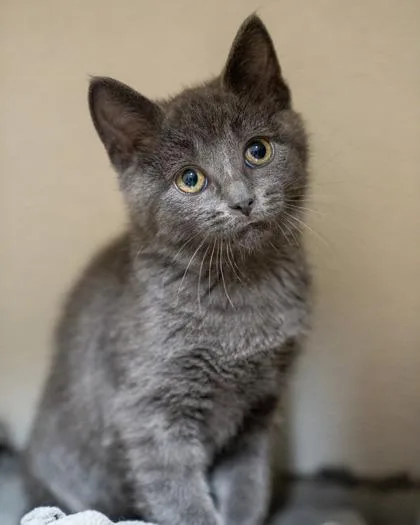 A baby medium-sized male Domestic Short Hair cat named Silas for adoption in Pequot Lakes, MN