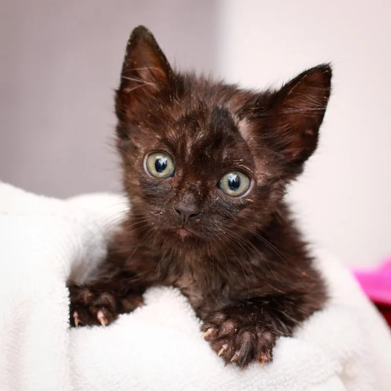 A baby small-sized female Black Domestic Short Hair cat named Lemur for adoption in Hattiesburg, MS