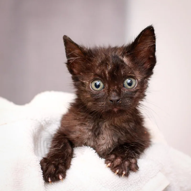 Lemur thumbnail 2