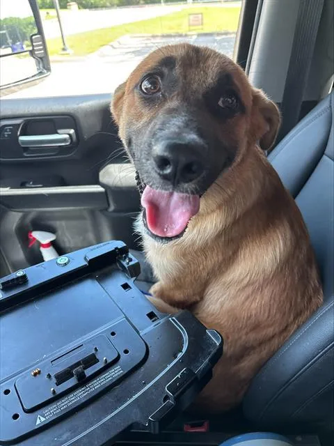 A young medium-sized male German Shepherd Dog dog named Buster for adoption in Grand Prairie, TX