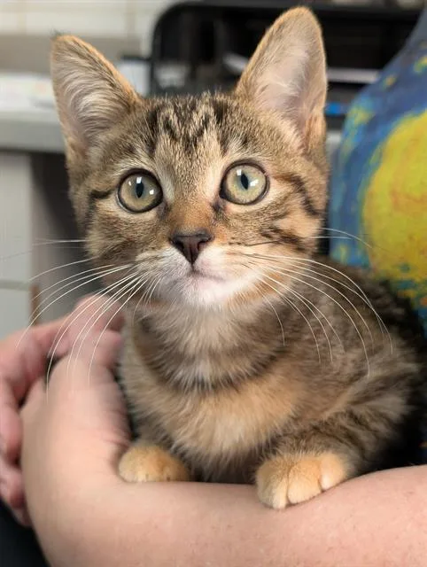 A baby small-sized female Domestic Short Hair cat named Tinkerbell for adoption in Canfield, OH