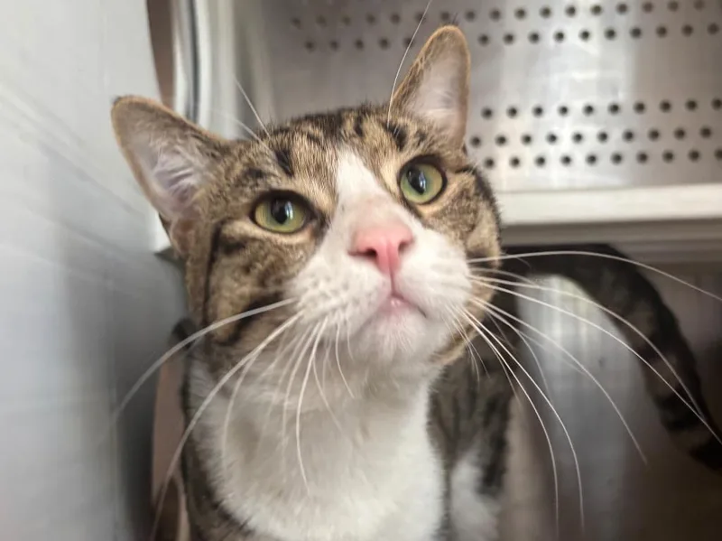 A young small-sized male Tabby cat named Launcelot for adoption in Powell, OH