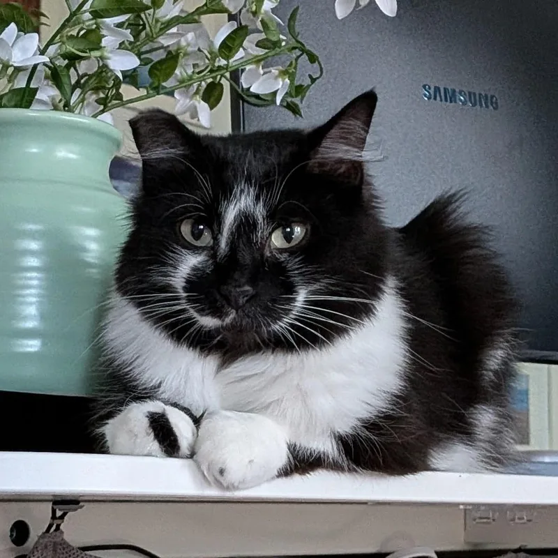 An adult large-sized female Black & White / Tuxedo Domestic Medium Hair cat named Giblets for adoption in Renton , WA