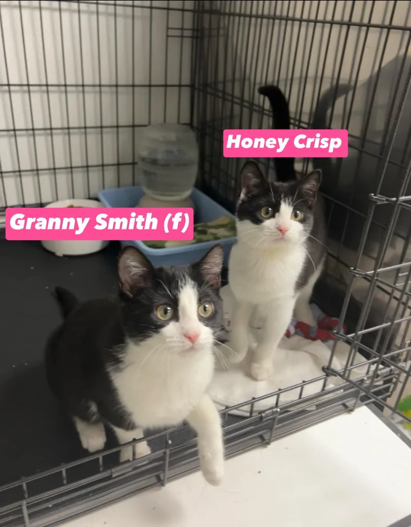 A baby medium-sized female Black & White / Tuxedo Domestic Short Hair cat named Granny Smith And Honey for adoption in Montville, NJ