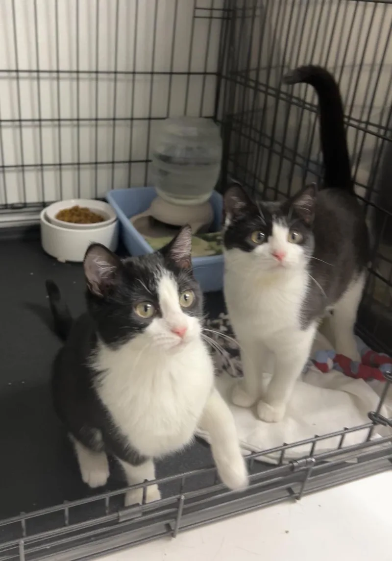 Granny Smith And Honey thumbnail 2