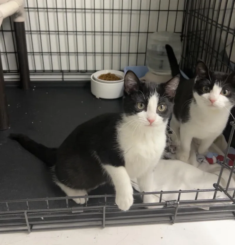 Granny Smith And Honey thumbnail 3