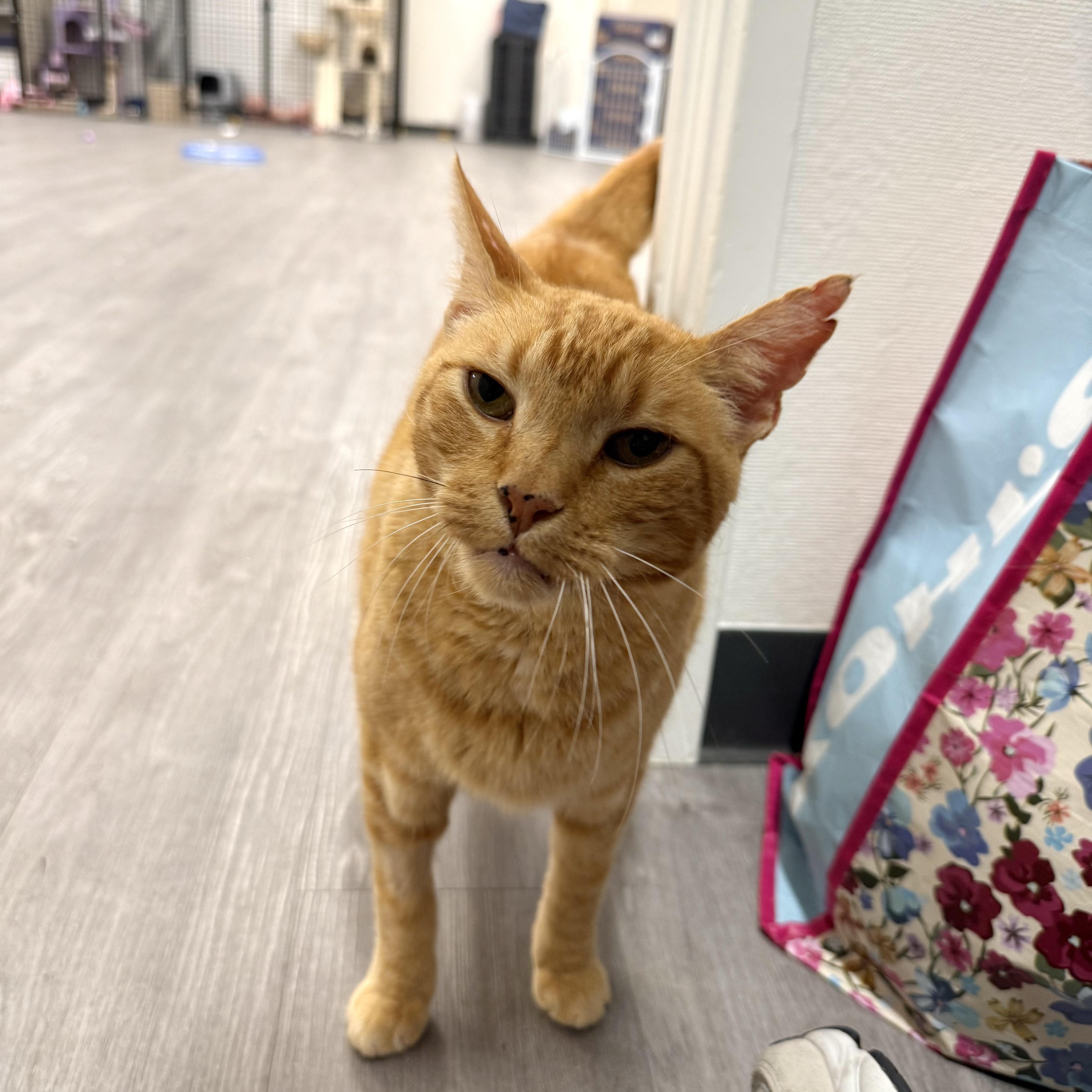 Cornbread thumbnail 2