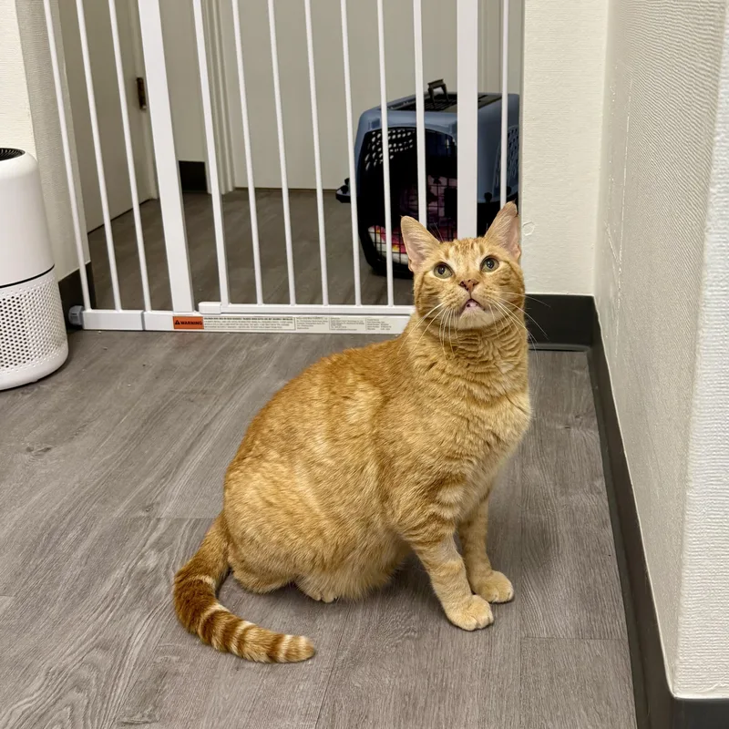 Cornbread thumbnail 3