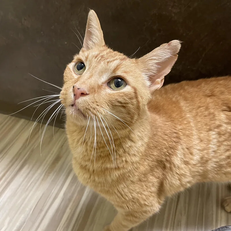 Cornbread thumbnail 4