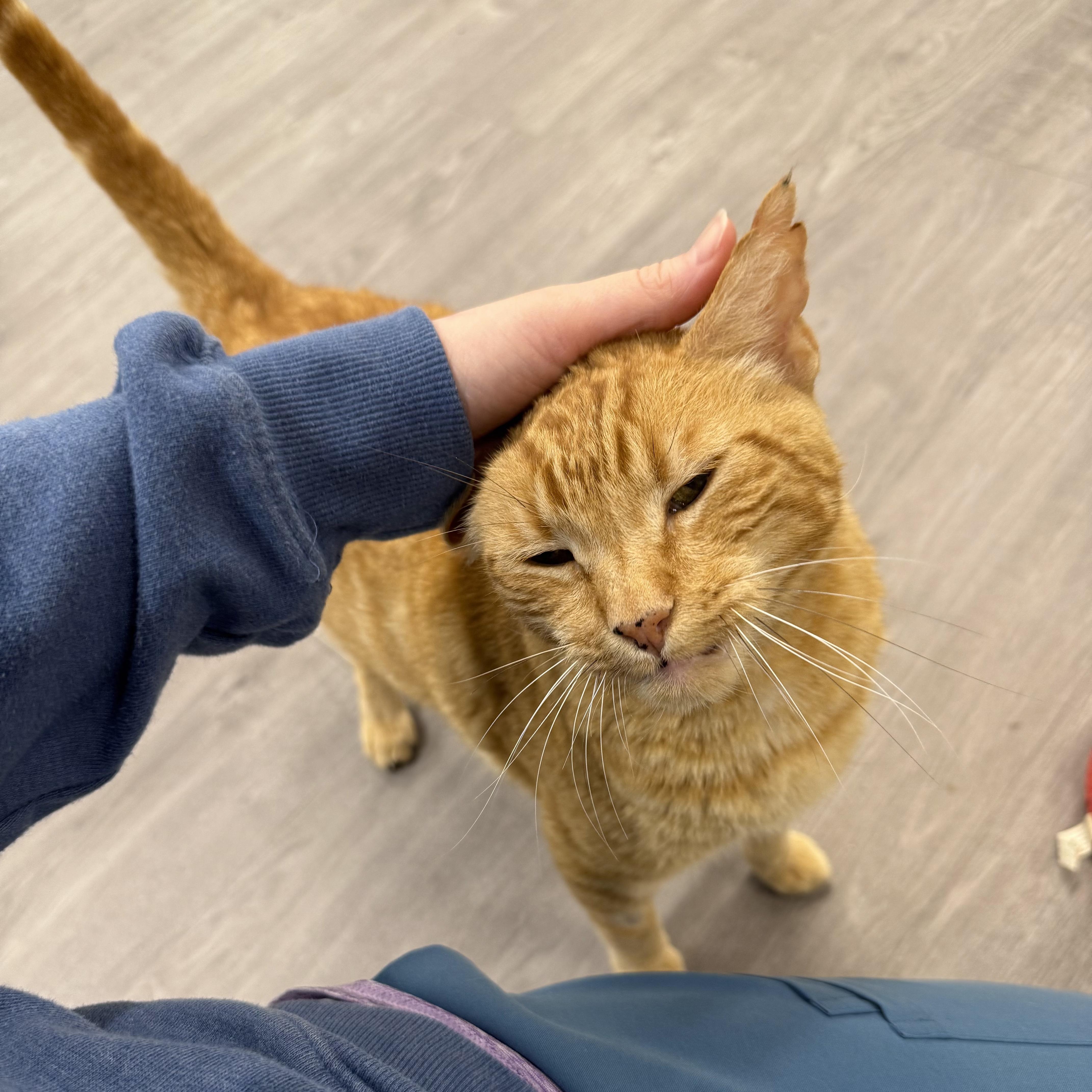 Cornbread thumbnail 5