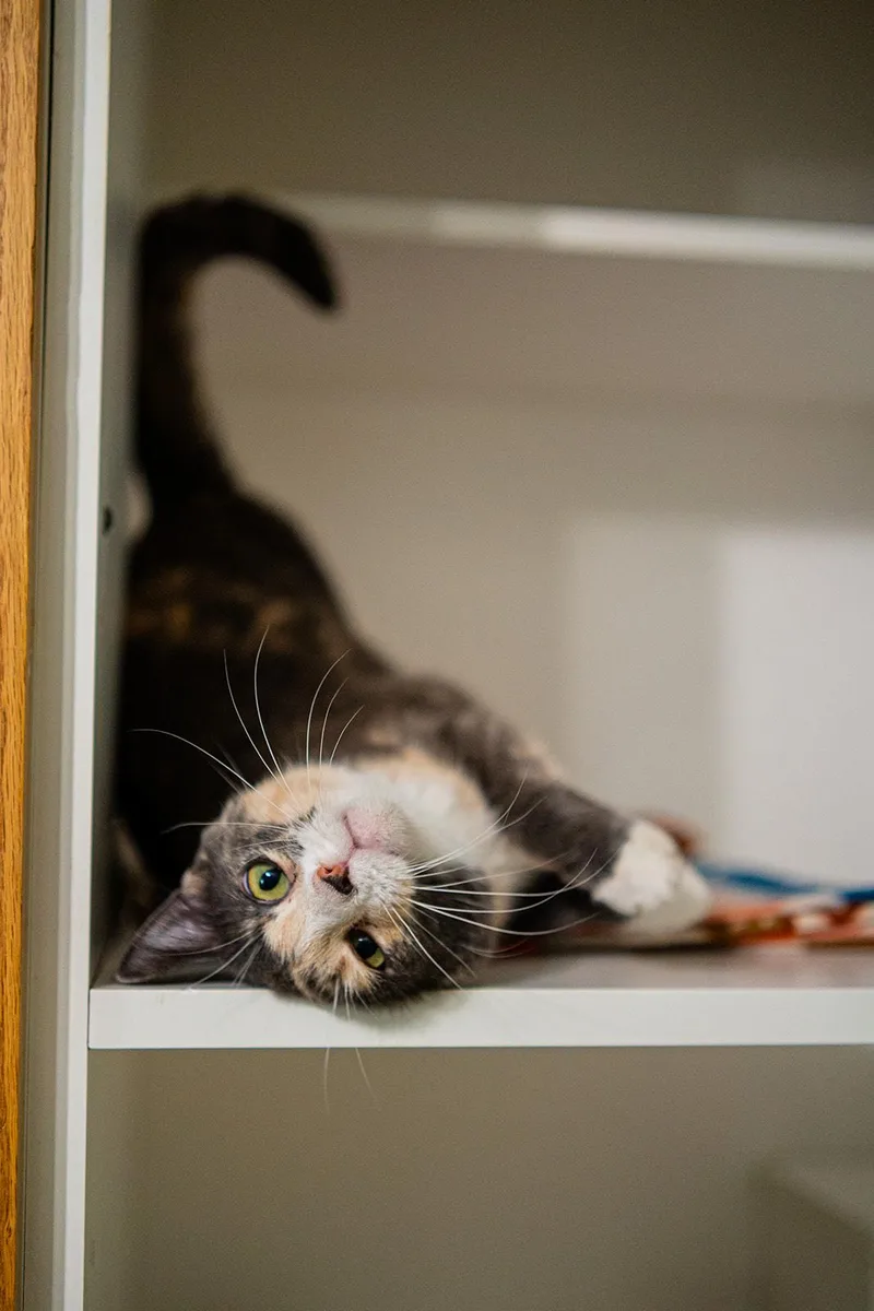 An adult medium-sized female Dilute Tortoiseshell Domestic Short Hair cat named Isabelle for adoption in Dellslow, WV