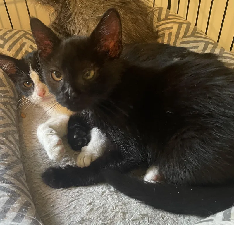 A baby small-sized male Domestic Short Hair cat named Quincy for adoption in Troy, NY