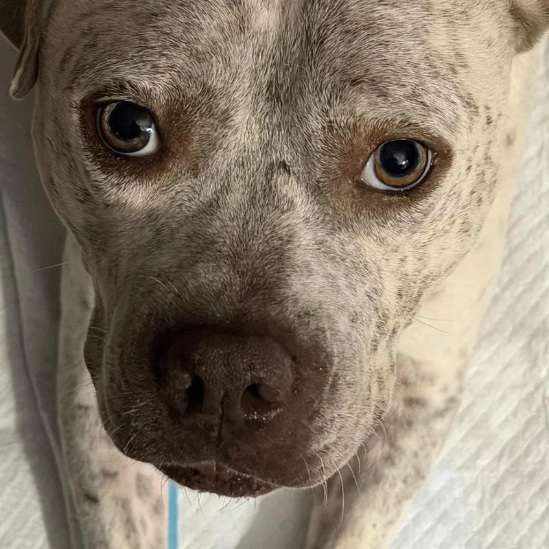 Lavender thumbnail 2