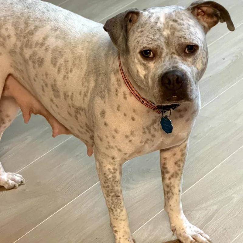 Lavender thumbnail 3