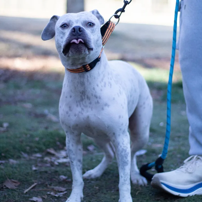 Lavender thumbnail 4