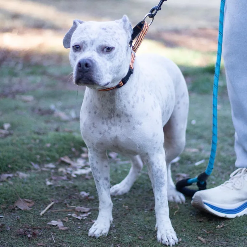 Lavender thumbnail 5