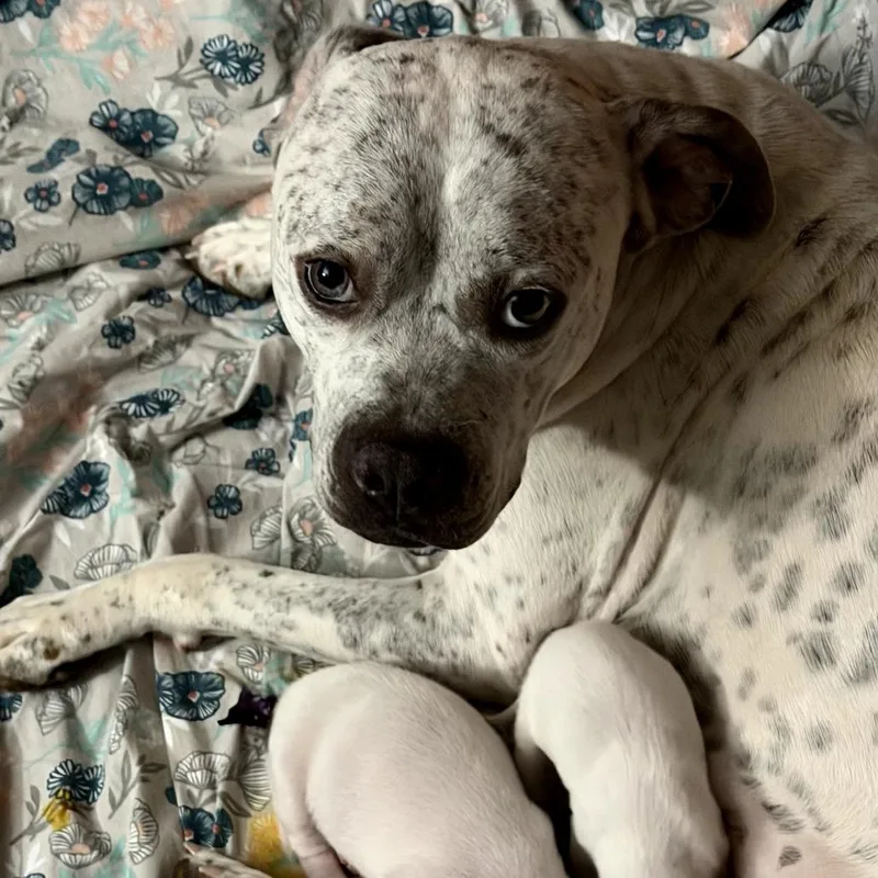 Lavender thumbnail 6