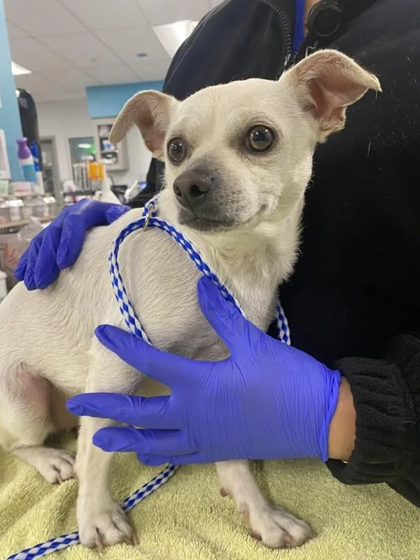 An adult small-sized female Chihuahua dog named Mila for adoption in San Diego, CA