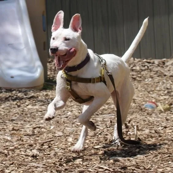 Dandelion thumbnail 4