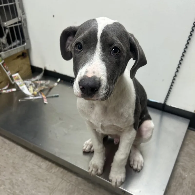A baby medium-sized male Gray / Blue / Silver Pit Bull Terrier dog named Joe Bro for adoption in Birmingham, AL