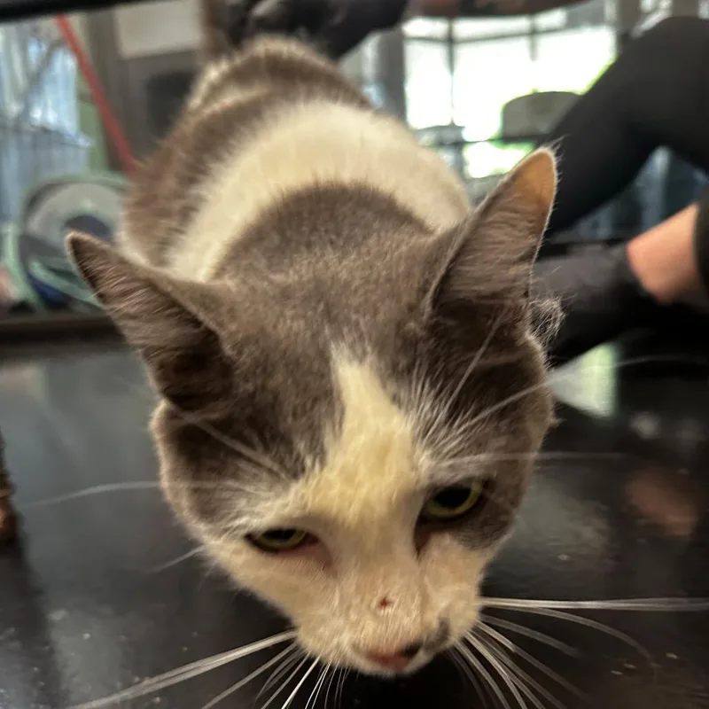 An adult extra large-sized female Black Domestic Short Hair cat named Cartman for adoption in Gadsden, AL