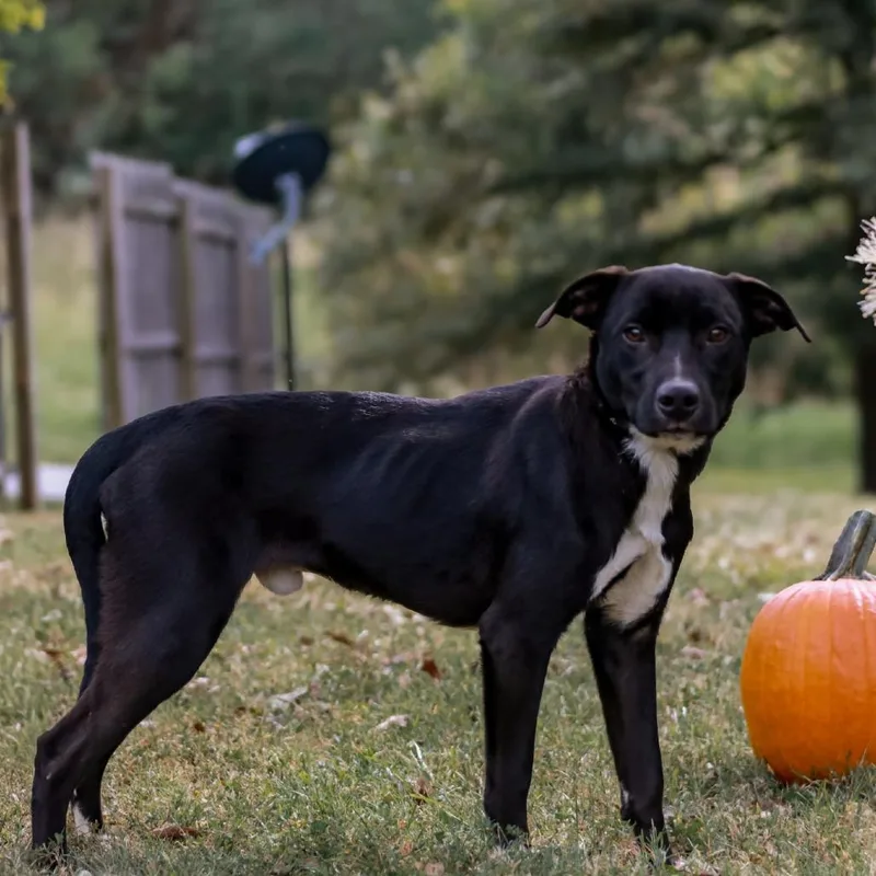 A young medium-sized male Black Labrador Retriever dog named Midnight for adoption in Madisonville, KY