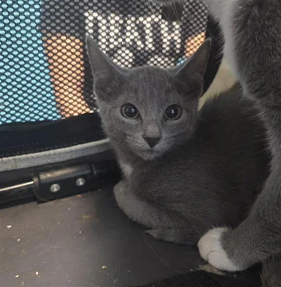 A baby medium-sized male Domestic Short Hair cat named Lil Baby for adoption in Houston, TX