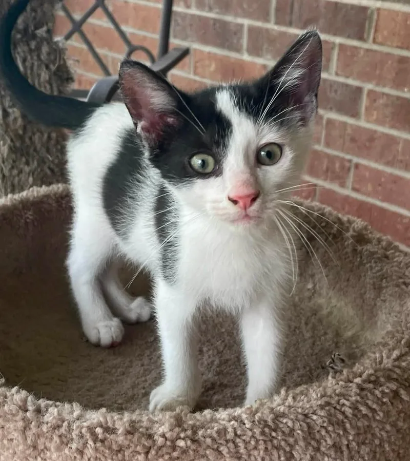 A baby small-sized male Domestic Short Hair cat named Harvey Wallbanger for adoption in Magnolia, TX