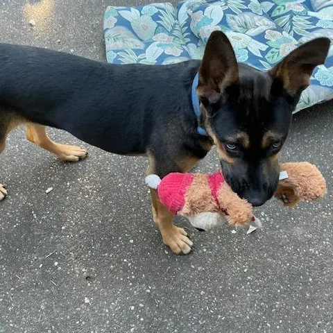 Baxter