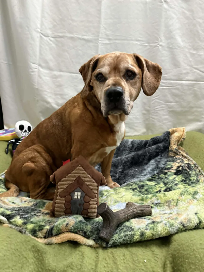 A senior medium-sized male Golden Mixed Breed dog named Clancy for adoption in Port Clinton, OH