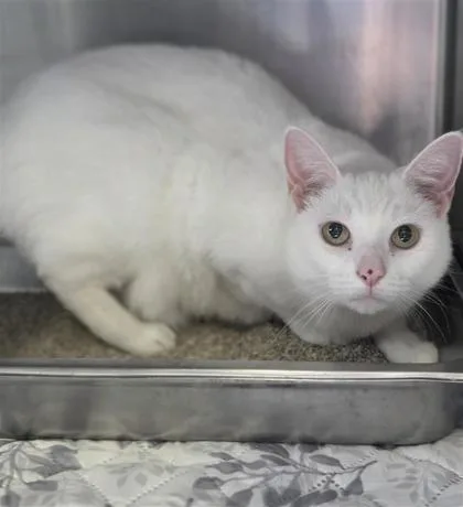 An adult medium-sized female Domestic Short Hair cat named Tiny for adoption in Largo, FL