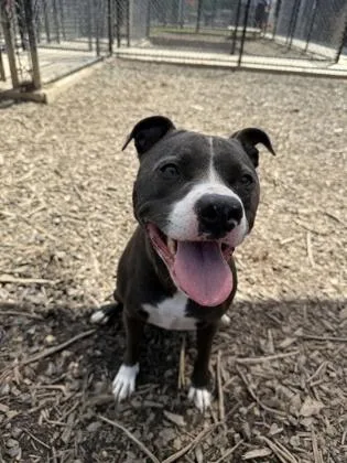 An adult large-sized female Pit Bull Terrier dog named Celeste for adoption in Atlanta, GA