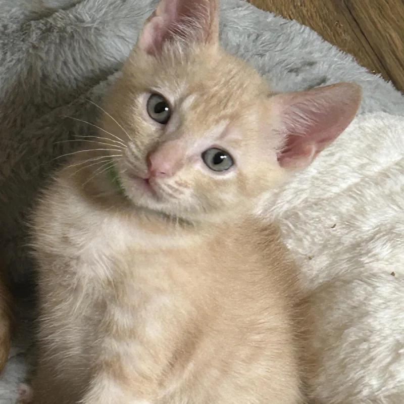 A baby medium-sized male Buff / Tan / Fawn Domestic Short Hair cat named Butter Pecan for adoption in Bryan, TX