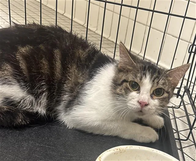 A young medium-sized male Domestic Short Hair cat named Bob for adoption in Dallas, TX
