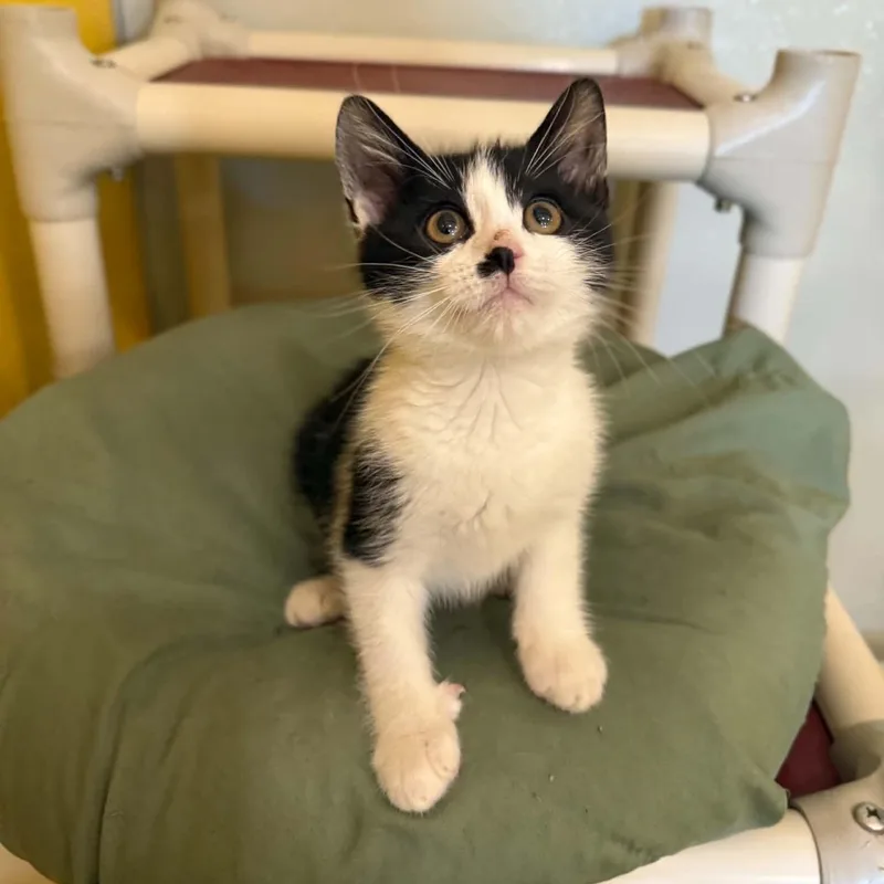 A baby medium-sized male Black Domestic Short Hair cat named Yahoo for adoption in Penn Yan, NY