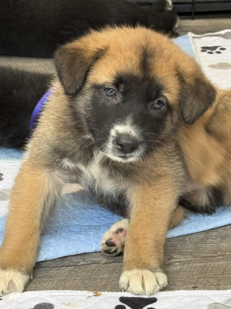 Rosie's Puppy Clover