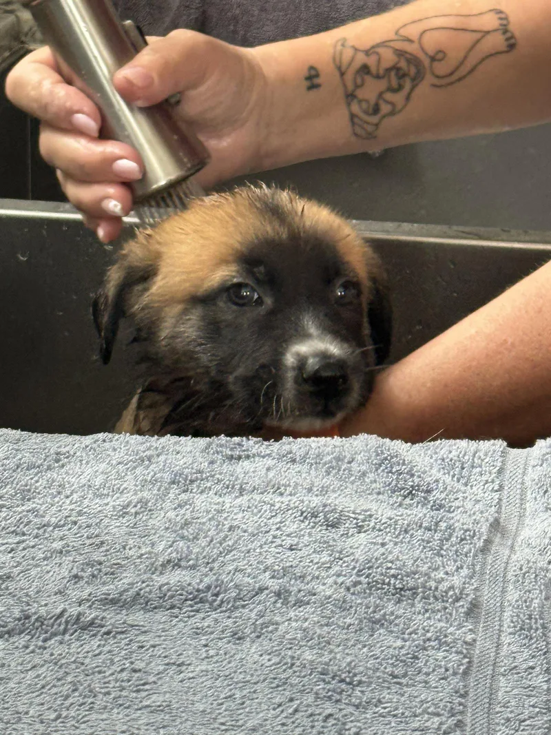 Rosie's Puppy Clover thumbnail 3