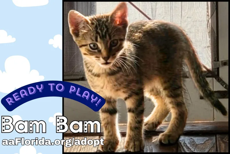 A young medium-sized male Domestic Short Hair cat named Bam Bam for adoption in Pensacola, FL