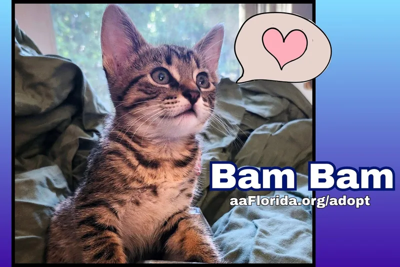 Bam Bam thumbnail 2