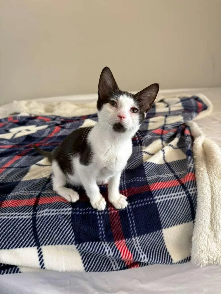 A baby medium-sized female Black & White / Tuxedo Domestic Short Hair cat named Rachel for adoption in Sunrise, FL