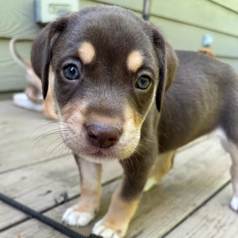A baby medium-sized female Catahoula Leopard Dog dog named Maple for adoption in Charlotte, NC