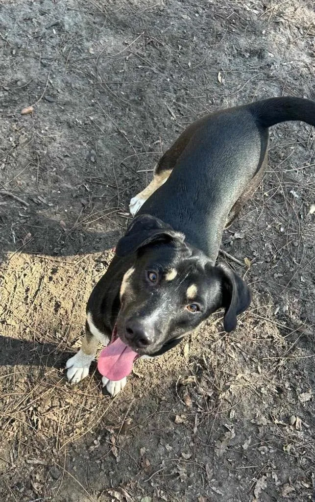 Linus Vanpelt thumbnail 2