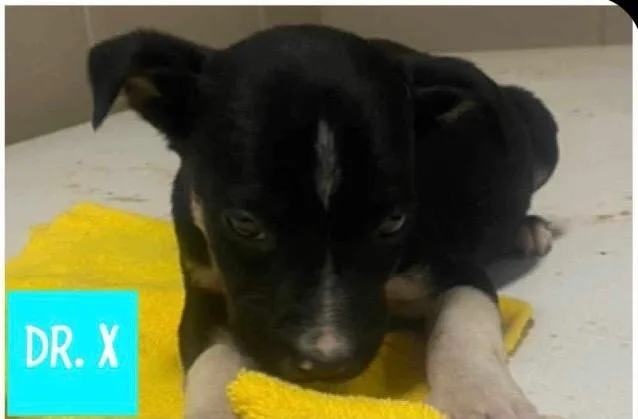 Linus Vanpelt thumbnail 3